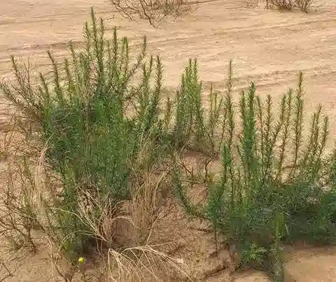 نبات الأقحوان monosperma في بيئته الطبيعية