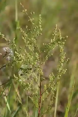 نبات الأقحوان scoparia في بيئته الطبيعية
