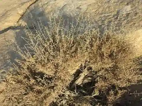 نبات الأقحوان sieberi في بيئته الطبيعية