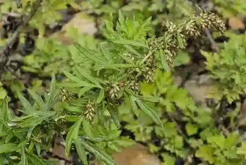 نبات الأقحوان verlotiorum في بيئته الطبيعية