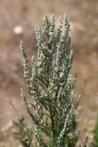 نبات الأقحوان vulgaris في بيئته الطبيعية