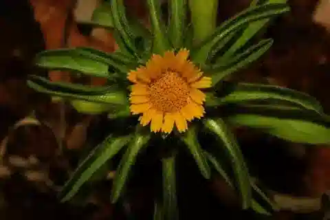 نبات الأستيريسكوس aquaticus في بيئته الطبيعية