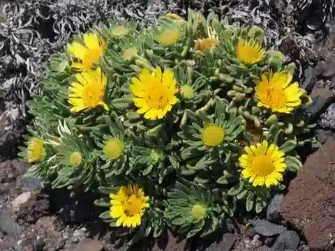 نبات الأستيريسكوس graveolens في بيئته الطبيعية