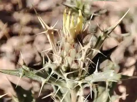 نبات الأتركتيليس aristata في بيئته الطبيعية
