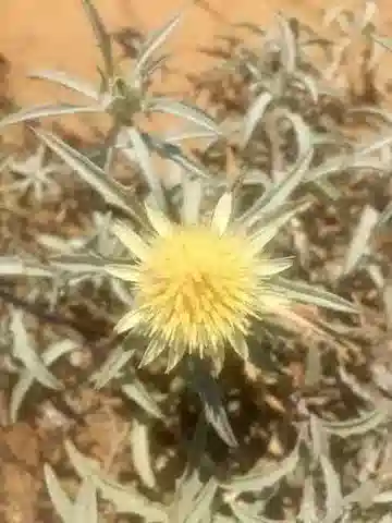 نبات الأتركتيليس carduus var. carduus في بيئته الطبيعية
