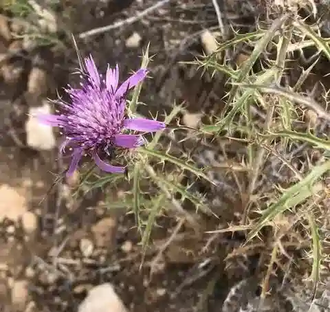 نبات الأتركتيليس humilis في بيئته الطبيعية