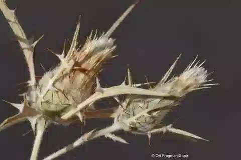 نبات الأتركتيليس mernephthae في بيئته الطبيعية