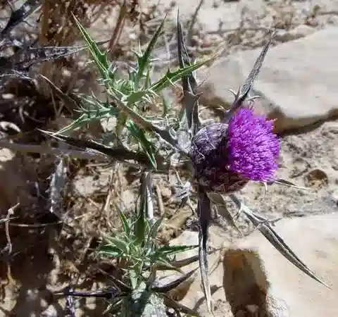 نبات الأتركتيليس phaeolepis في بيئته الطبيعية