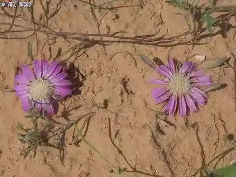 نبات الأتركتيليس prolifera في بيئته الطبيعية