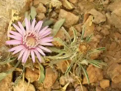 نبات الأتركتيليس serrata في بيئته الطبيعية