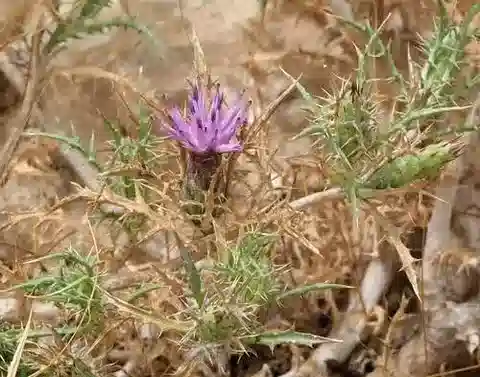 نبات الأتركتيليس serratuloides في بيئته الطبيعية