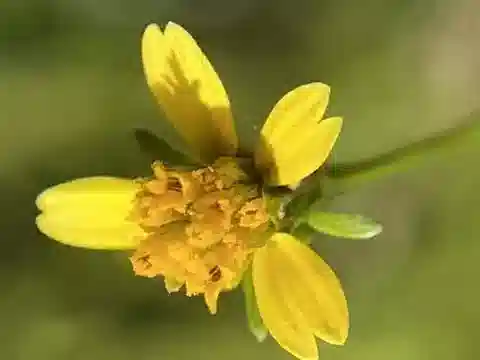 نبات البِيدِنس bipinnata في بيئته الطبيعية