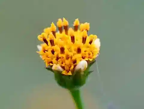 نبات البِيدِنس pilosa في بيئته الطبيعية