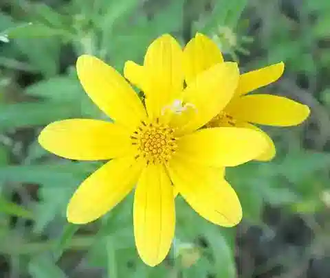 نبات البِيدِنس schimperi في بيئته الطبيعية