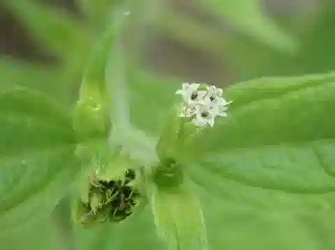 نبات البلاينفيلية acmella في بيئته الطبيعية