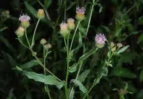 نبات البلومية bovei في بيئته الطبيعية