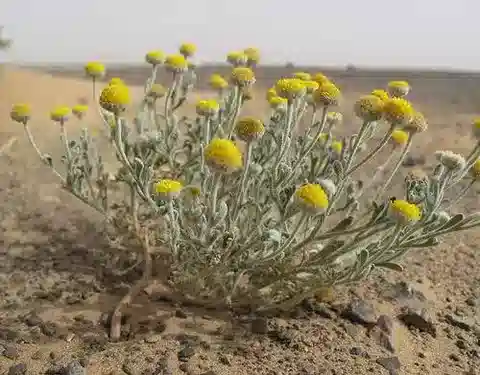 نبات البروشية cinerea في بيئته الطبيعية