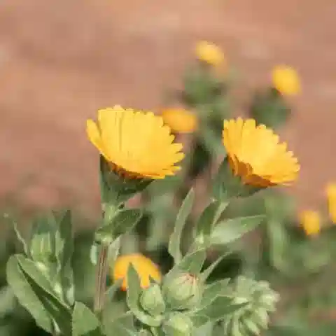 نبات القندول arvensis في بيئته الطبيعية