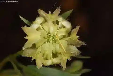 نبات القندول tripterocarpa في بيئته الطبيعية