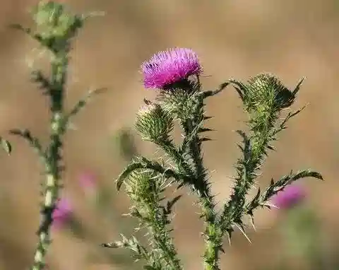 نبات الكرّوح acanthoides في بيئته الطبيعية