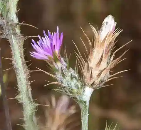 نبات الكرّوح pycnocephalus subsp. arabicus في بيئته الطبيعية