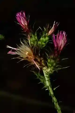 نبات الكرّوح tenuiflorus في بيئته الطبيعية