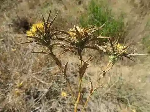 نبات الكارلينا curetum subsp. orientalis في بيئته الطبيعية