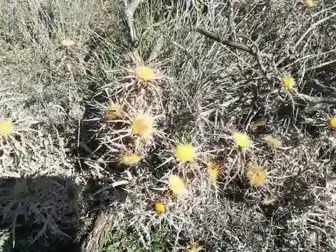 نبات الكارلينا involucrata في بيئته الطبيعية