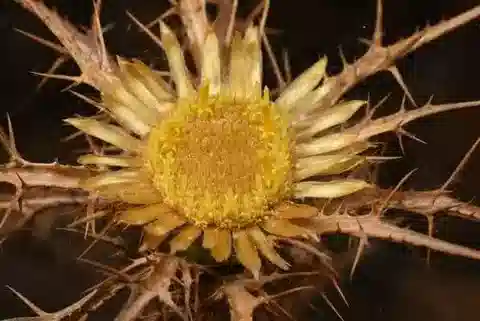 نبات الكارلينا libanotica في بيئته الطبيعية