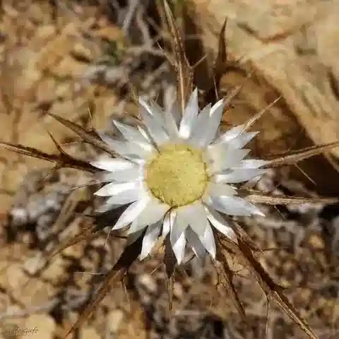 نبات الكارلينا sicula subsp. mareotica في بيئته الطبيعية