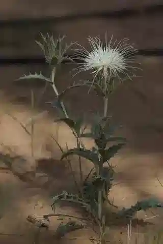 نبات القرطم eriocephalus في بيئته الطبيعية