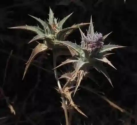 نبات القرطم glaucus subsp. glaucus في بيئته الطبيعية