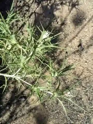 نبات القرطم nitidus في بيئته الطبيعية