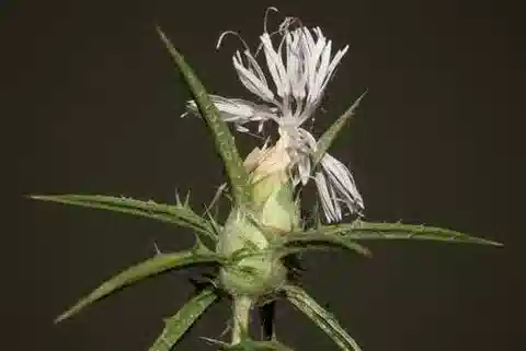 نبات القرطم tenuis subsp. foliosus في بيئته الطبيعية