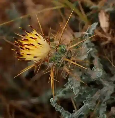 نبات القندول البرّي aegyptiaca في بيئته الطبيعية