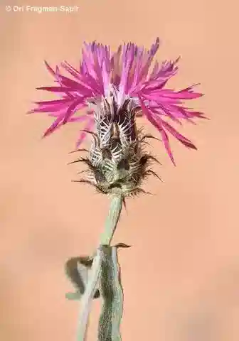 نبات القندول البرّي ammocyanus في بيئته الطبيعية