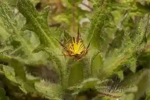 نبات القندول البرّي benedicta في بيئته الطبيعية