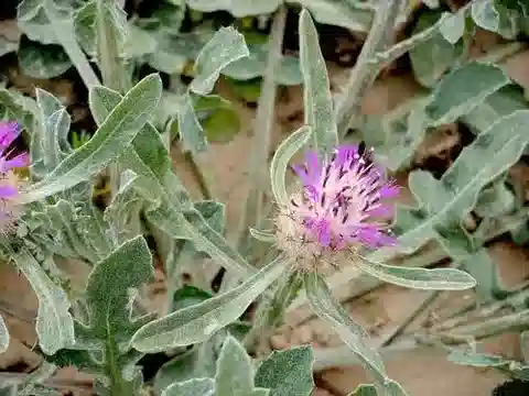 نبات القندول البرّي bimorpha في بيئته الطبيعية