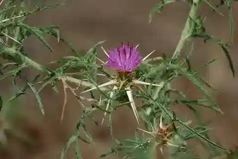 نبات القندول البرّي calcitrapa subsp. calcitrapa في بيئته الطبيعية