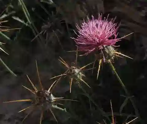 نبات القندول البرّي eryngioides في بيئته الطبيعية