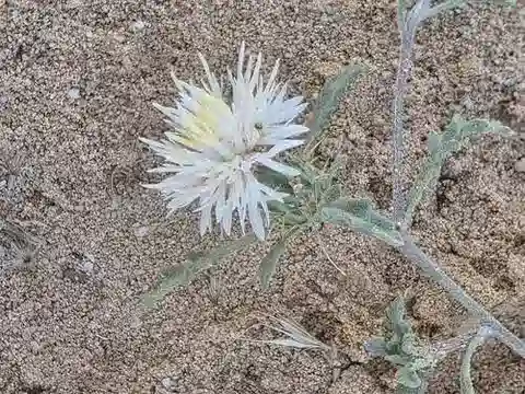 نبات القندول البرّي furfuracea في بيئته الطبيعية