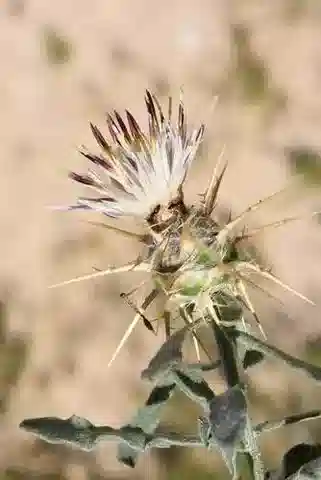 نبات القندول البرّي lanulata في بيئته الطبيعية