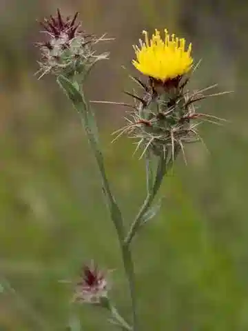 نبات القندول البرّي melitensis في بيئته الطبيعية