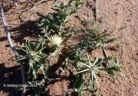 نبات القندول البرّي pallescens subsp. pallescens في بيئته الطبيعية