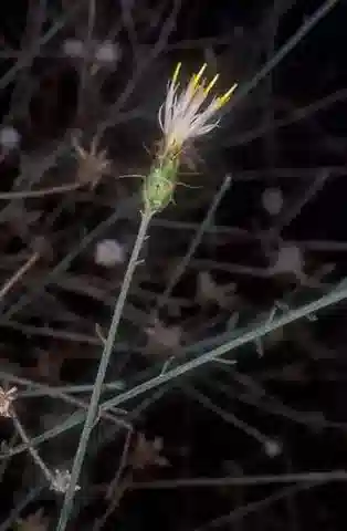 نبات القندول البرّي scoparia في بيئته الطبيعية