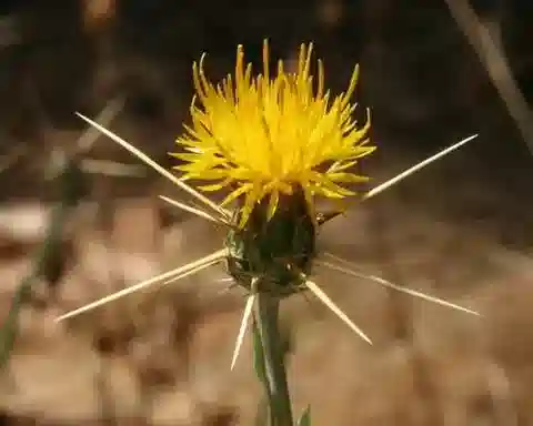 نبات القندول البرّي solstitialis subsp. solstitialis في بيئته الطبيعية