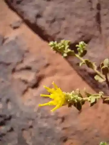 نبات الخليادينوس candicans في بيئته الطبيعية