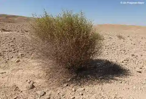 نبات الخليادينوس montanus في بيئته الطبيعية