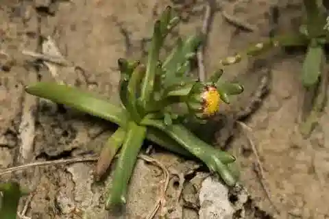 نبات الخليدوفورا tridentata في بيئته الطبيعية