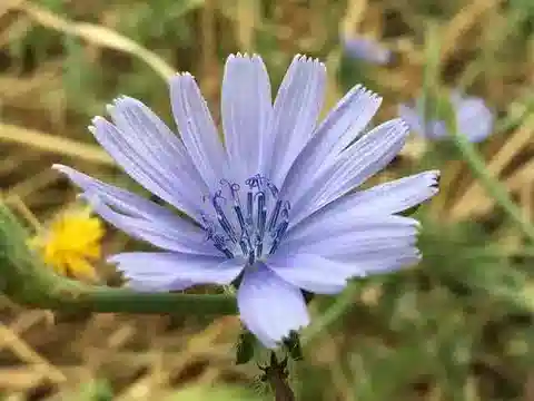 نبات الهندباء pumilum في بيئته الطبيعية